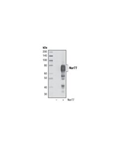 Cell Signaling Nur77 (D63c5) Xp Rabbit mAb