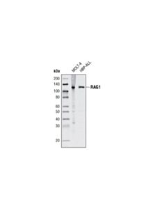 Cell Signaling Rag1 (D36b3) Rabbit mAb
