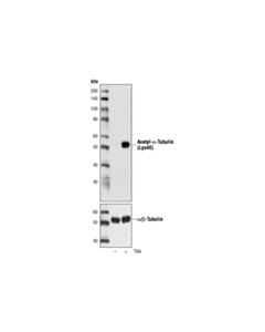 Cell Signaling Acetyl-Alpha-Tubulin (Lys40) Antibody