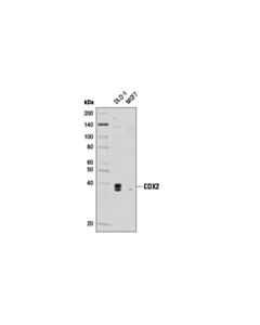 Cell Signaling Cdx2 Antibody