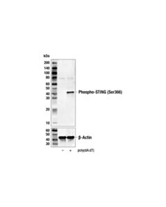Cell Signaling Phospho-Sting (Ser366) (D7c3s) Rabbit mAb (Biotinylated)