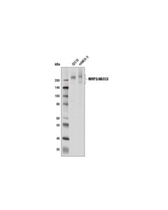 Cell Signaling Mrp3/Abcc3 (D8v8j) Rabbit mAb