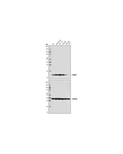 Cell Signaling Fabp5 (D1a7t) Rabbit mAb