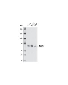Cell Signaling Mavs Antibody