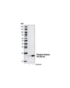 Cell Signaling Streptavidin-Hrp