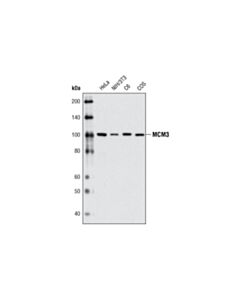 Cell Signaling MCM3 (D47B6) Rabbit mAb 20 uL