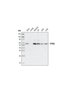 Cell Signaling Pten (D4.3) Xp Rabbit mAb (Biotinylated)