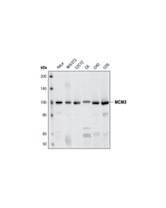Cell Signaling Mcm3 Antibody