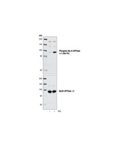Cell Signaling Phospho-Na,K-Atpase Alpha1 (Ser16) Antibody