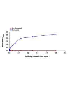 Cell Signaling Phospho-NF-kappaB p65 (Ser536) (93H1) Rabbit Monoclonal Antibody (Biotinylated)