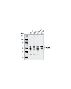 Cell Signaling Klf4 Antibody