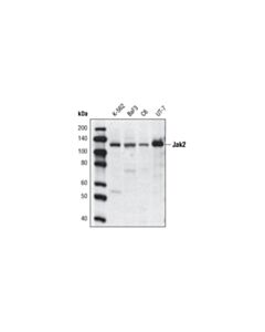 Cell Signaling Jak2 (D2e12) Xp Rabbit mAb (Biotinylated)