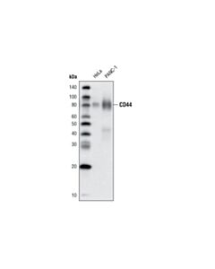 Cell Signaling Cd44 (156-3c11) Mouse mAb (Biotinylated)