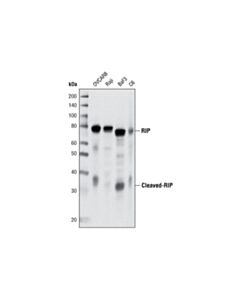 Cell Signaling Rip (D94c12) Xp ® Rabbit mAb (BSA And Azide Free)