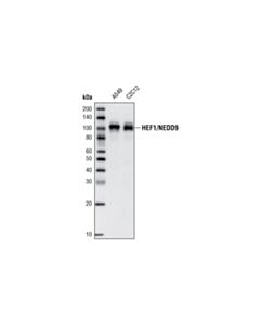 Cell Signaling HEF1/NEDD9 (2G9) Mouse mAb 20 uL
