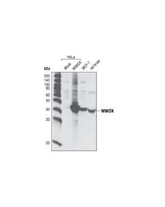 Cell Signaling Wwox Antibody