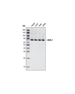 Cell Signaling Acsl1 Antibody