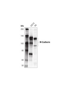 Cell Signaling M-Cadherin (D4b9l) Rabbit mAb