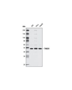 Cell Signaling THEX1 (D2B4) Rabbit mAb 20 uL