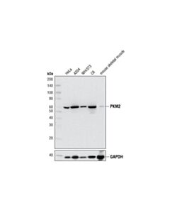 Cell Signaling Pkm2 (D78a4) Xp Rabbit mAb