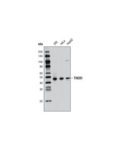 Cell Signaling THEX1 (D66A11) Rabbit mAb 20 uL