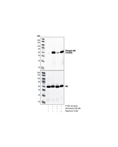 Cell Signaling Phospho-Akt (Thr308) (244f9) Rabbit mAb