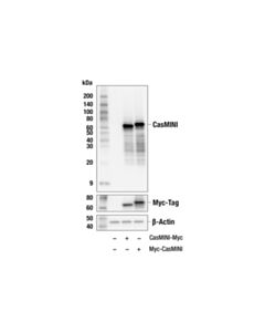 Cell Signaling CasMINI (8H3-H1) Mouse mAb 20 uL