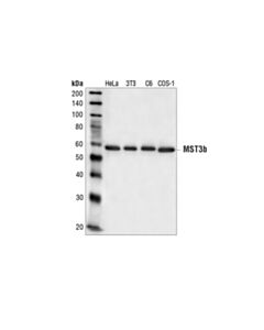 Cell Signaling Mst3b Antibody