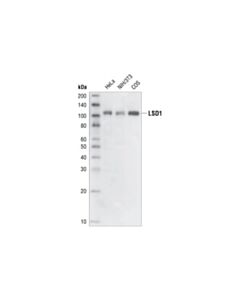 Cell Signaling Lsd1 (1b2e5) Mouse mAb