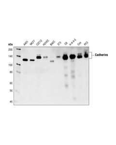 Cell Signaling Pan-Cadherin Antibody