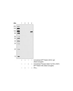Cell Signaling Phospho-Stat3 (Tyr705) (D3a7) Xp Rabbit mAb (Sepharose Bead Conjugate)