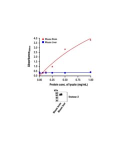 Cell Signaling Fastscan™ Total Enolase-2 ELISA Kit