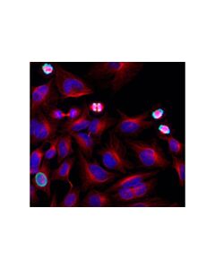 Cell Signaling Hoechst 33342