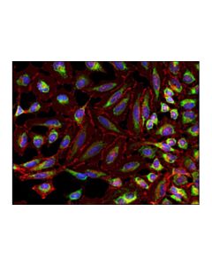 Cell Signaling Dapi