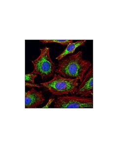 Cell Signaling Draq5