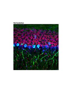 Cell Signaling Propidium Iodide (Pi)/Rnase Staining Solution