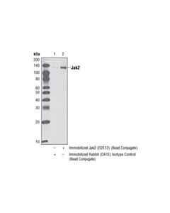 Cell Signaling Jak2 (D2e12) Xp Rabbit mAb (Sepharose Bead Conjugate)