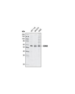 Cell Signaling Cdk8 (G398) Antibody
