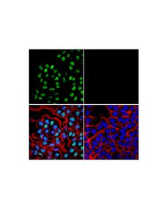 Cell Signaling Adar1 (E6x9r) Xp Rabbit mAb (Alexa Fluor 488 Conjugate)