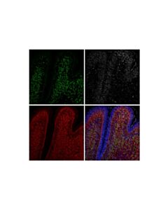 Cell Signaling NeuN (D4G4O) XP ® Feline Chimeric mAb