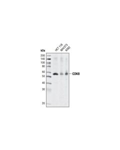 Cell Signaling Cdk8 (P455) Antibody