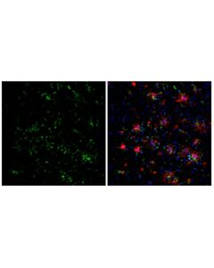 Cell Signaling CD68 (E3O7V) Mouse Chimeric mAb