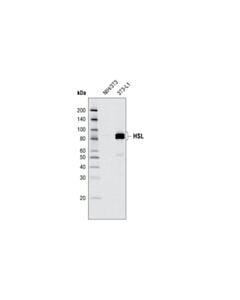 Cell Signaling Hsl Antibody