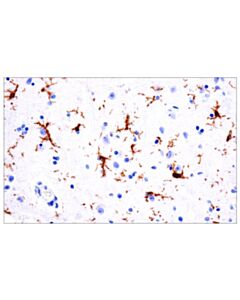Cell Signaling TMEM119 (E3E4T) Mouse mAb 20 uL