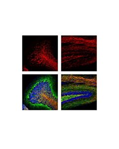 Cell Signaling Myelin Basic Protein (D8x4q) Xp Rabbit mAb (Alexa Fluor 594 Conjugate)