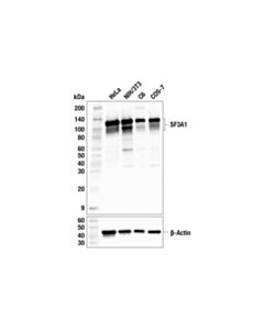 Cell Signaling SF3A1 (F8X7A) Rabbit mAb