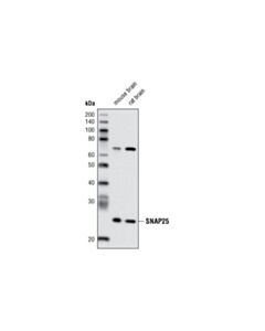 Cell Signaling Snap25 (A195) Antibody