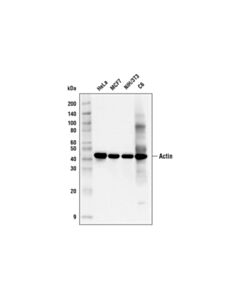 Cell Signaling Pan-Actin (C4) Mouse mAb