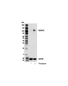Cell Signaling Gadd34 (E3s6n) Rabbit mAb