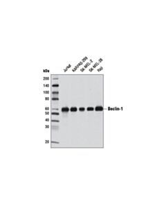 Cell Signaling Beclin-1 (2A4) Mouse mAb 20 uL